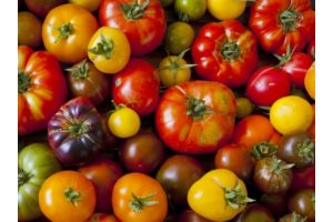 Tomates anciennes mélanges sachet de 1 Kg (Marmande, Zebra, noir de crimée,cœur de bœuf, en fonction de la récolte)