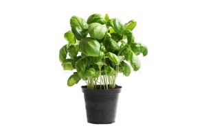 Basilic en pot