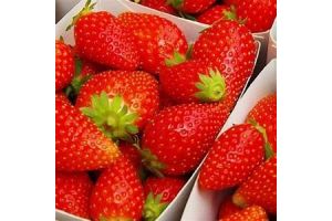 Fraises ciflorette extra, sucrées, Bq de 250gr