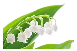 Pot de muguet 2 brins